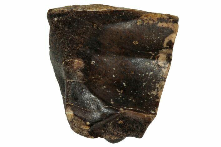 Fossil Dinosaur (Triceratops) Shed Tooth - Montana #339777